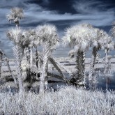 Infrared Wetlands