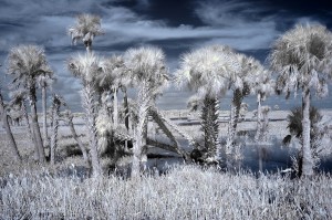 Infrared Wetlands